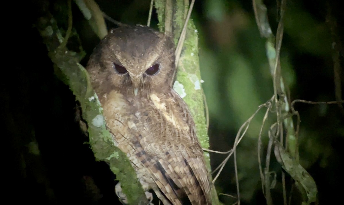 Rufescent Screech-Owl (Colombian) - ML628376069