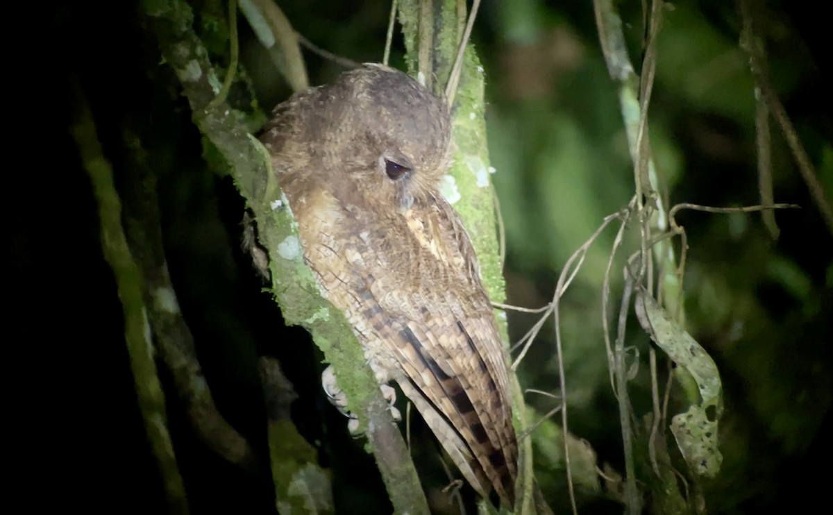 Rufescent Screech-Owl (Colombian) - ML628376070