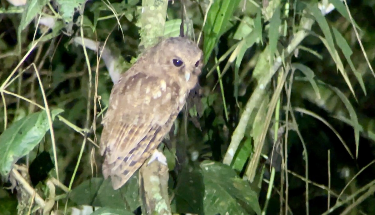 Rufescent Screech-Owl (Colombian) - ML628376071