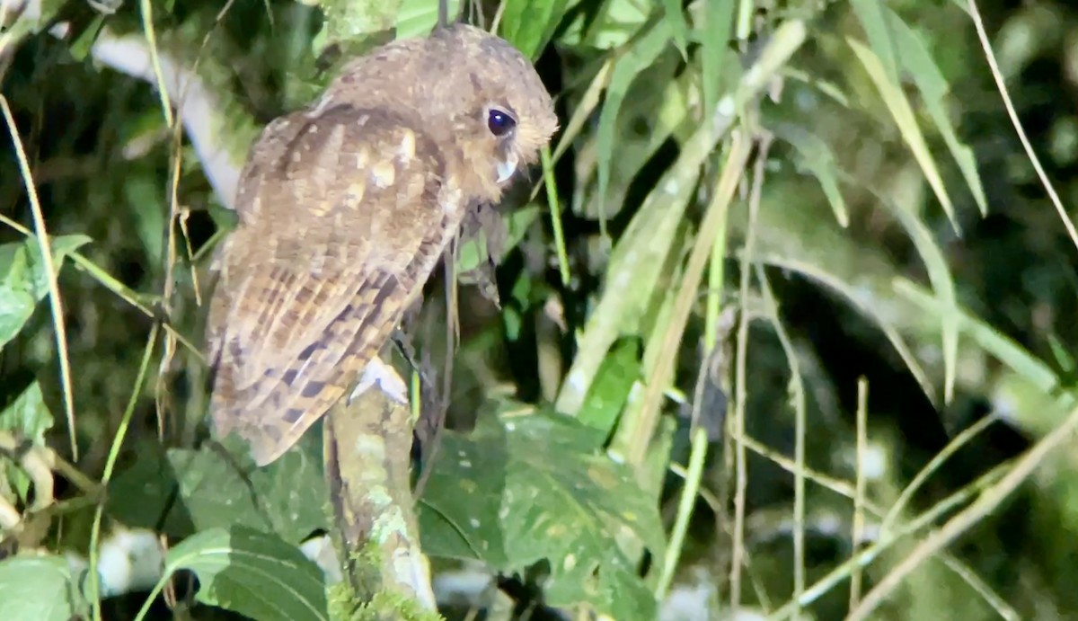 Rufescent Screech-Owl (Colombian) - ML628376072