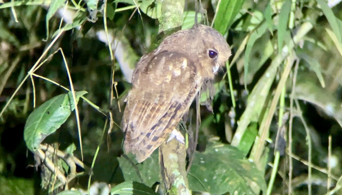 Rufescent Screech-Owl (Colombian) - ML628376073
