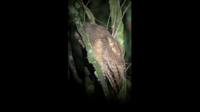 Rufescent Screech-Owl (Colombian) - ML628376074