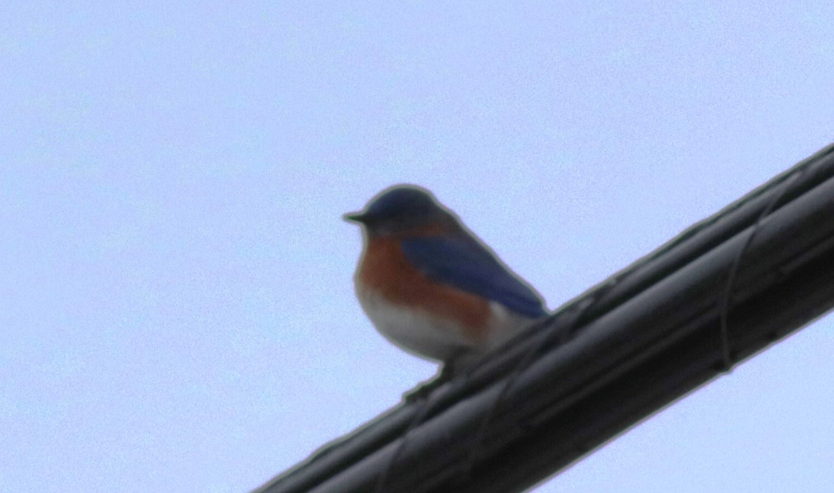 Eastern Bluebird (Eastern) - ML628376137