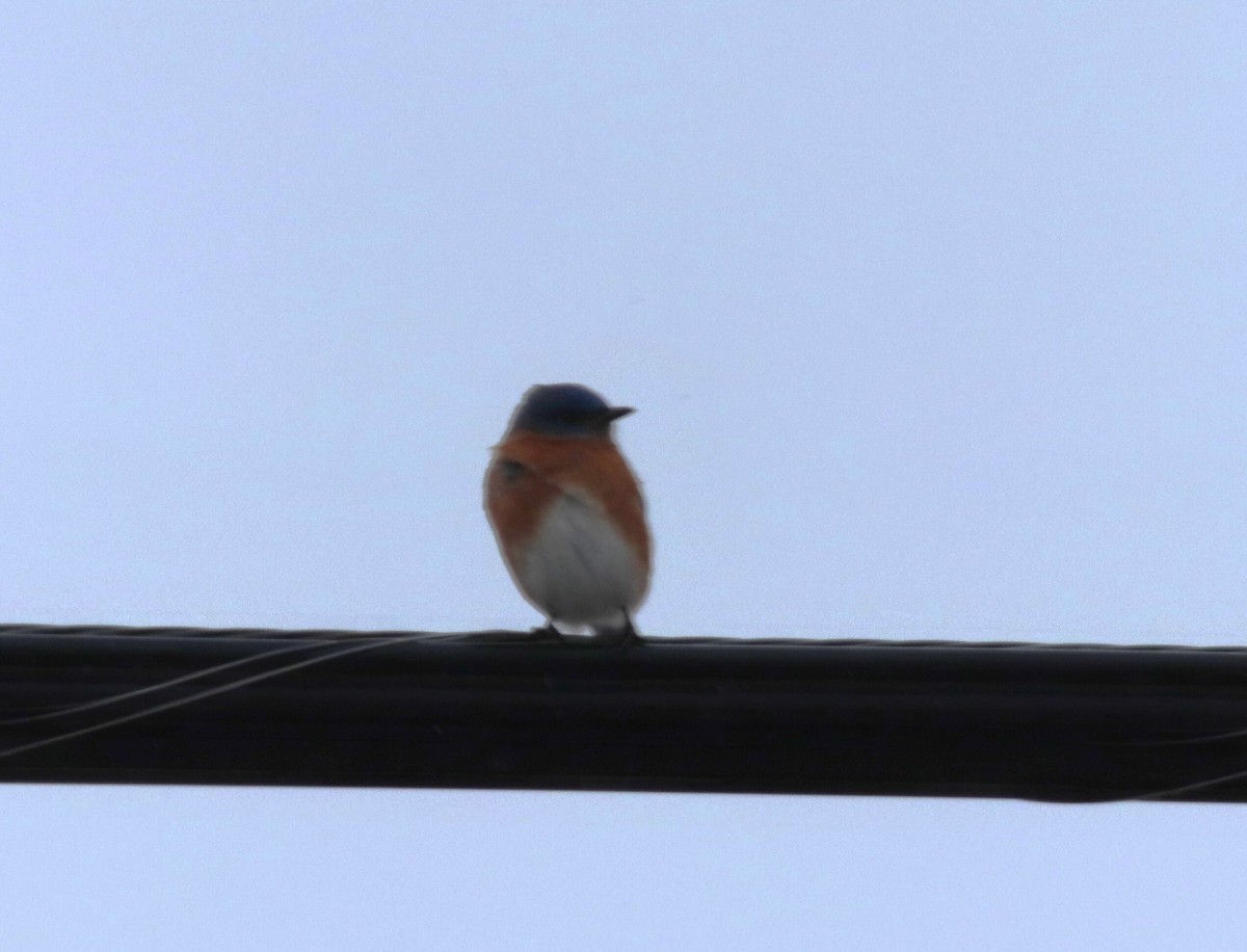 Eastern Bluebird (Eastern) - ML628376151