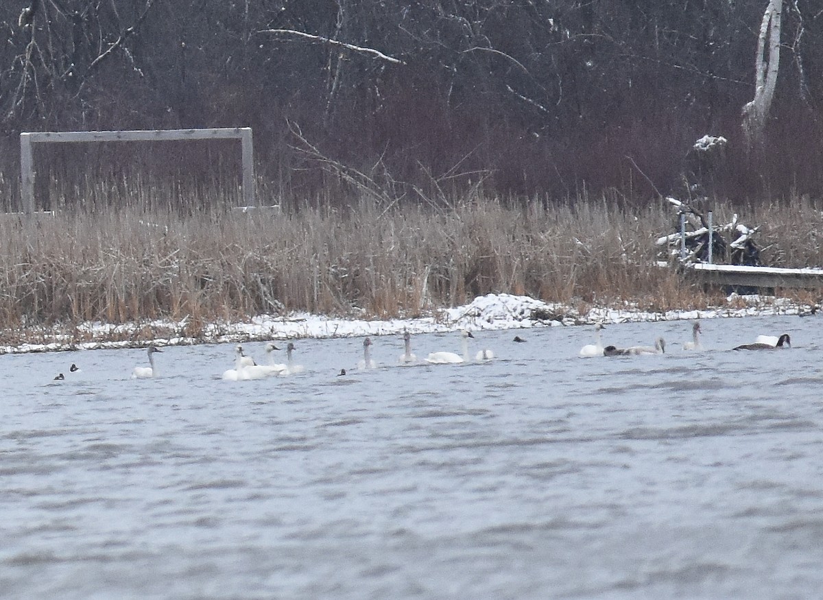 Tundra Swan - ML628376191