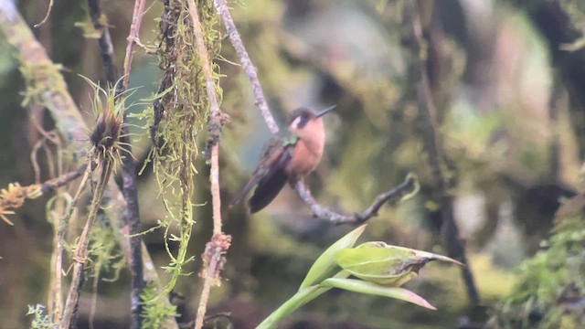 Speckled Hummingbird - ML628376266