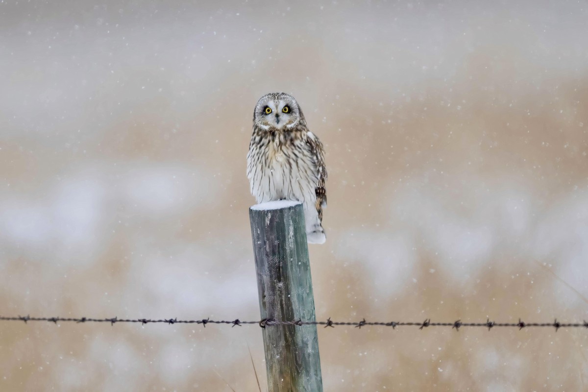 Short-eared Owl - ML628376358