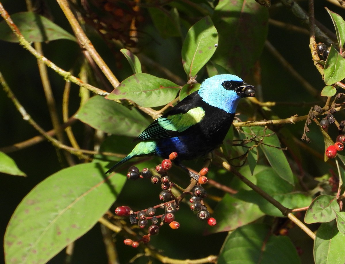 Blue-necked Tanager - ML628376390