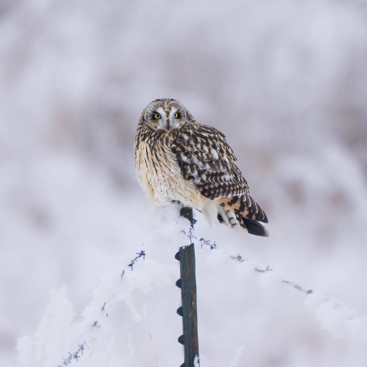 Short-eared Owl - ML628376426
