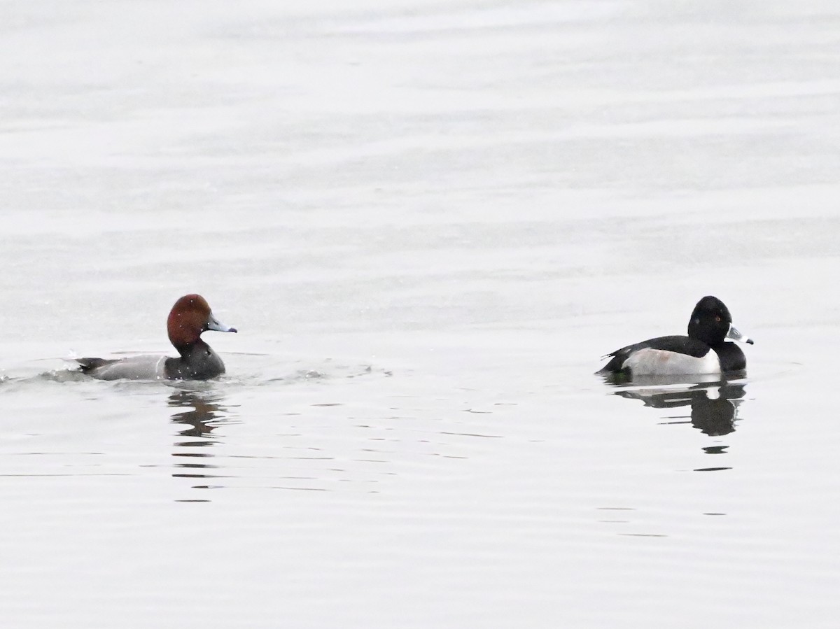 Redhead - Linda Sargent