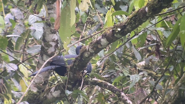 Küpeli Guan - ML628376465