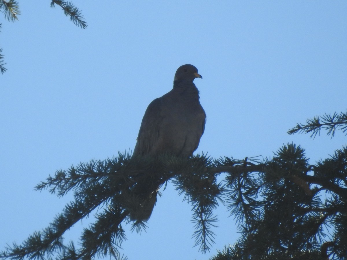 Band-tailed Pigeon - ML628376491