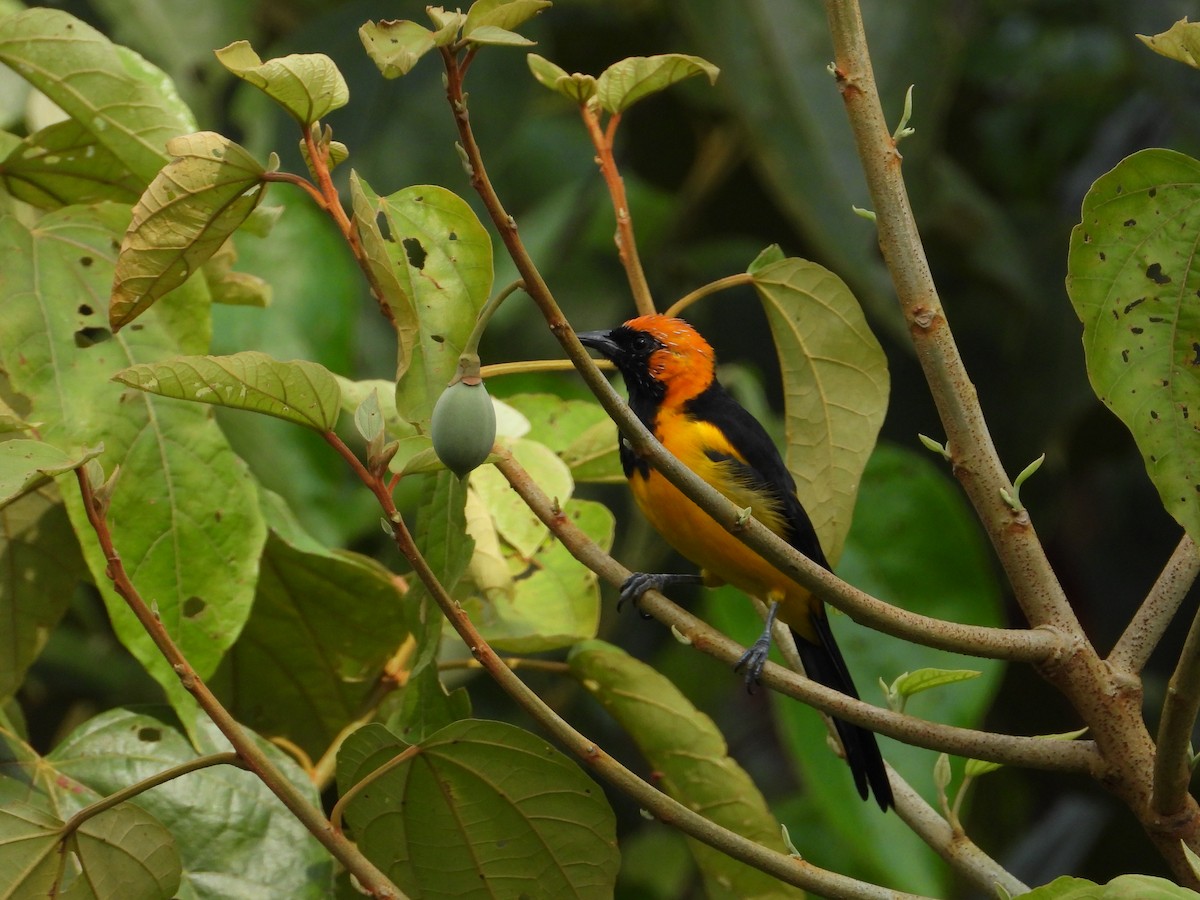 Yellow-backed Oriole - ML628376513