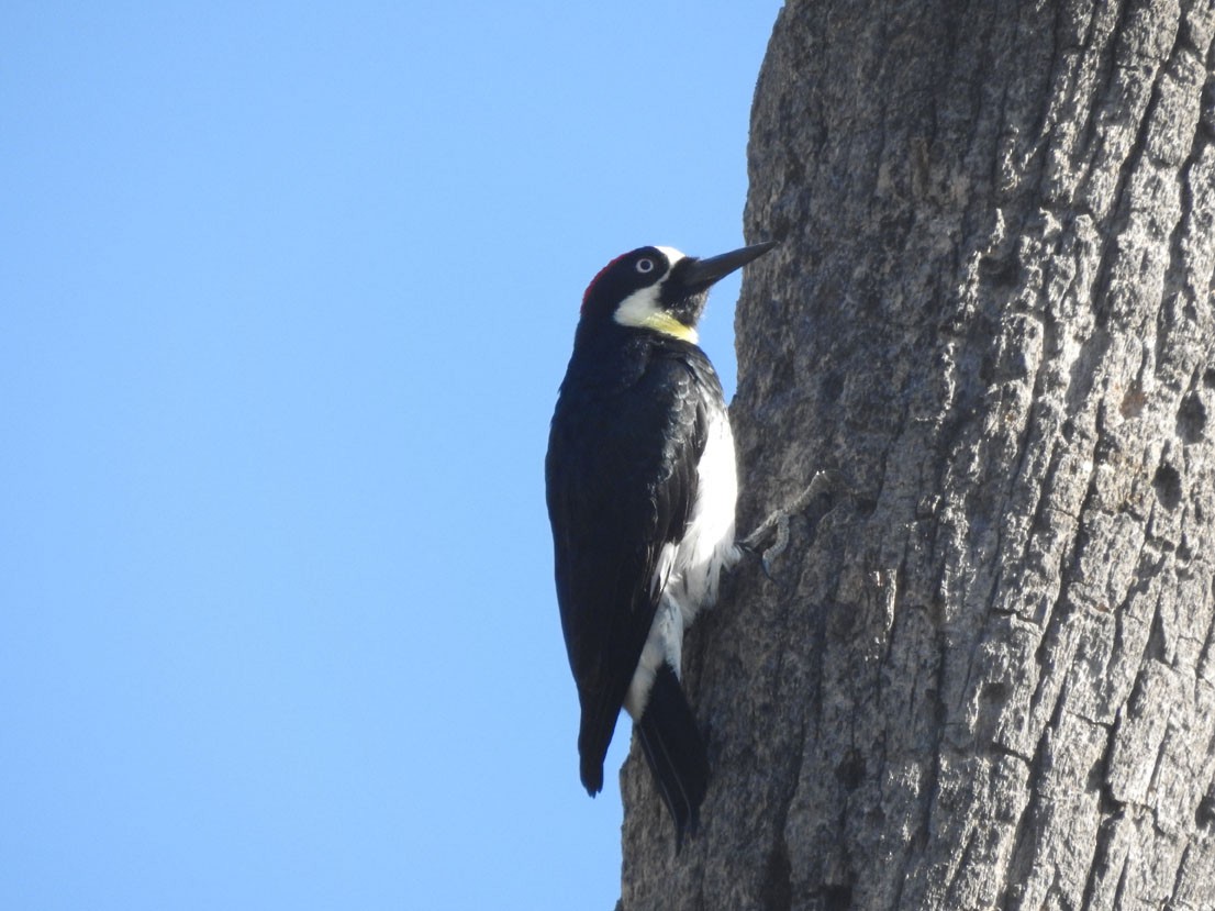 Acorn Woodpecker - ML628376521