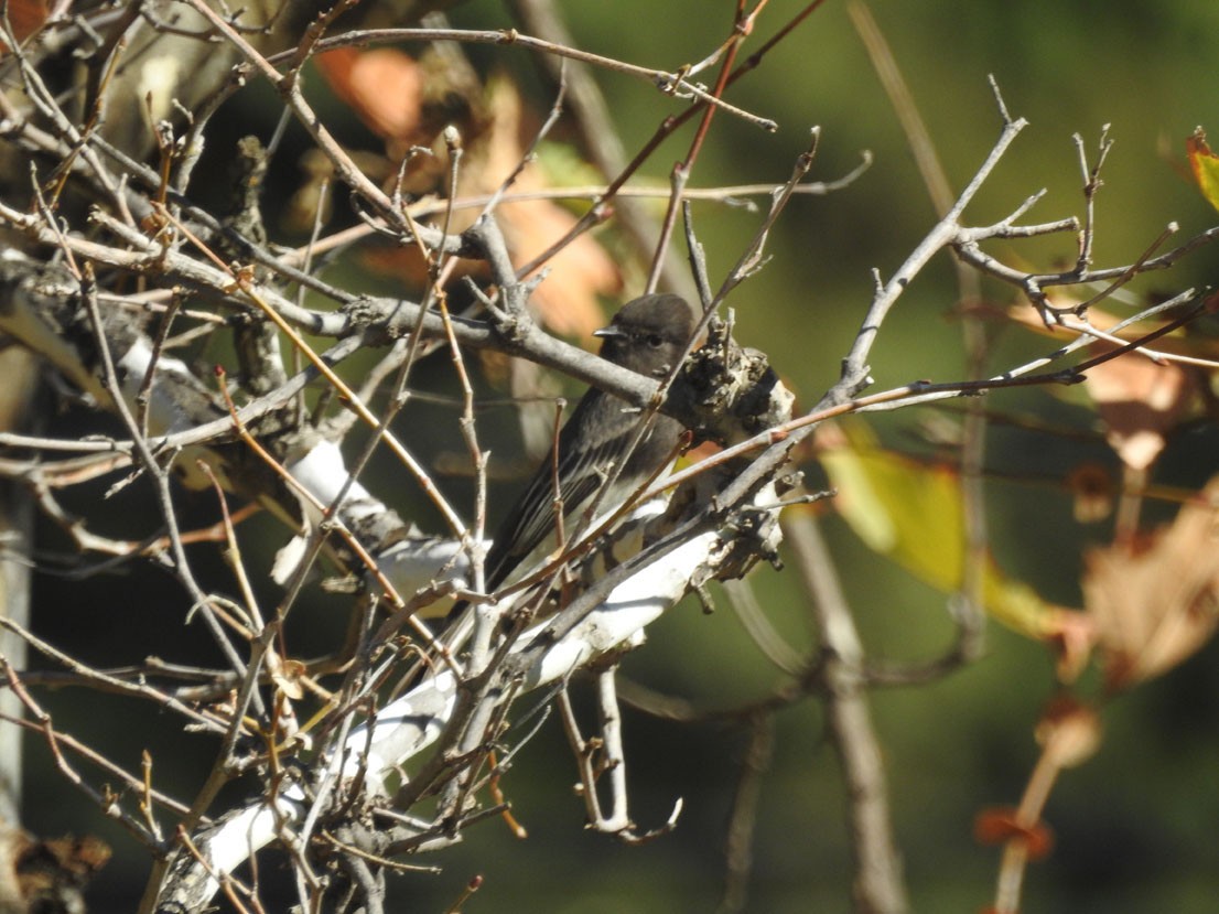 Black Phoebe - ML628376545
