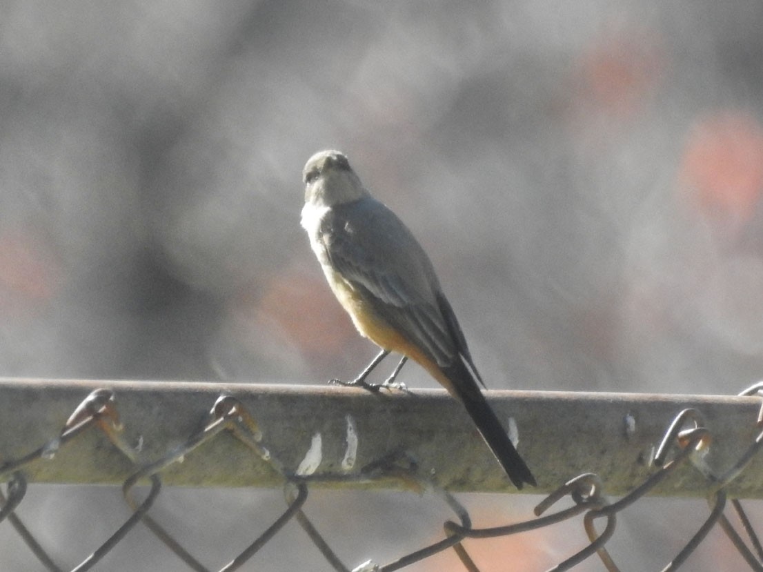 Say's Phoebe - ML628376557