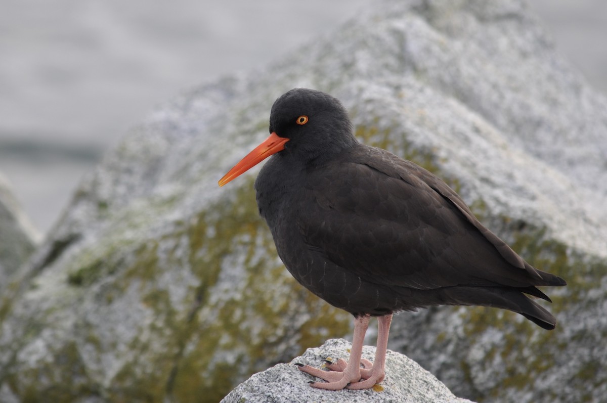 Black Oystercatcher - ML628376575