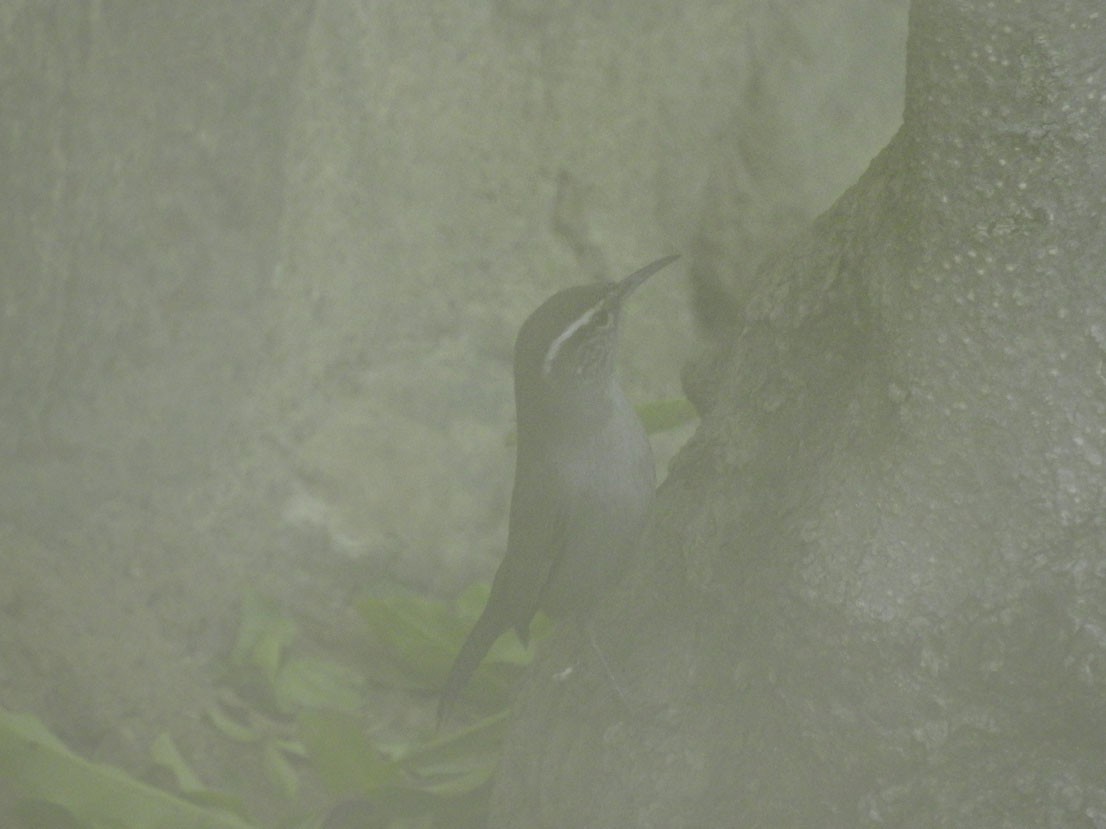 Bewick's Wren - ML628376625