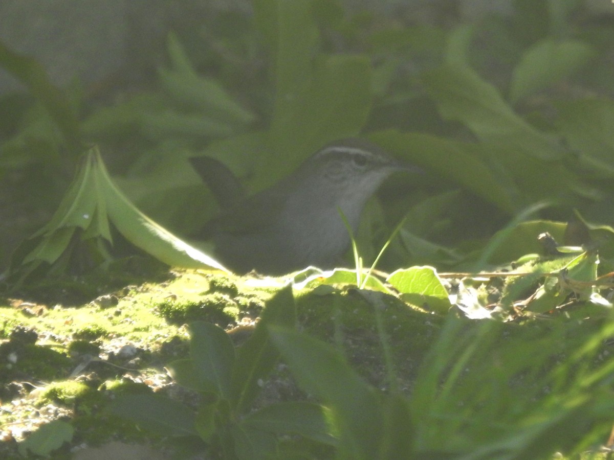 Bewick's Wren - ML628376626