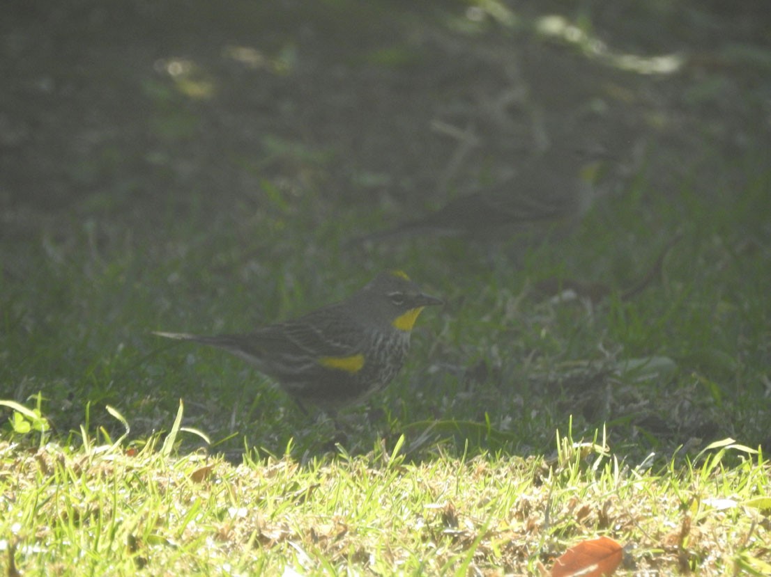 Yellow-rumped Warbler - ML628376645