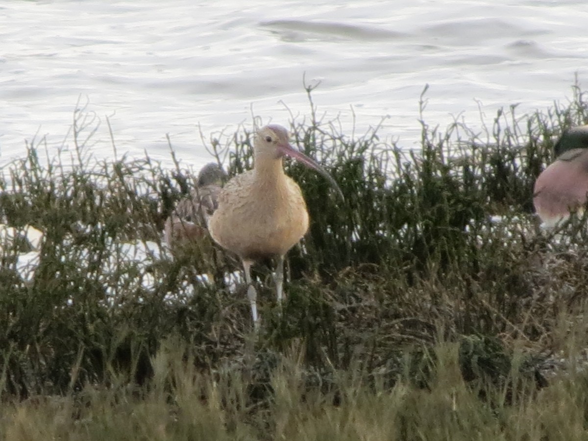 Long-billed Curlew - ML628376673