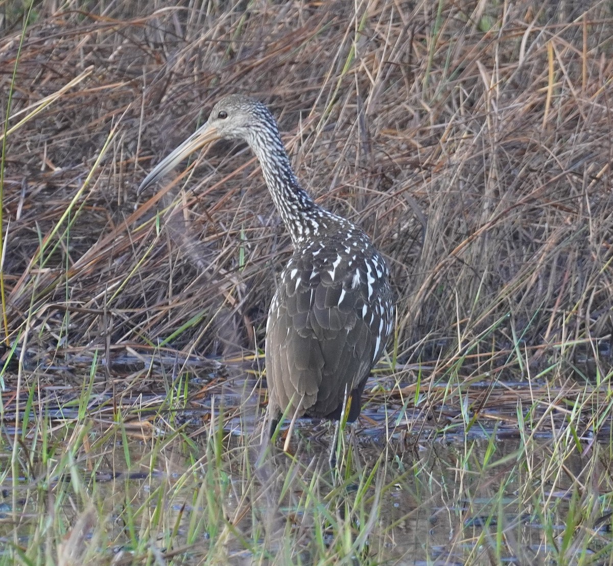 Limpkin - ML628377128