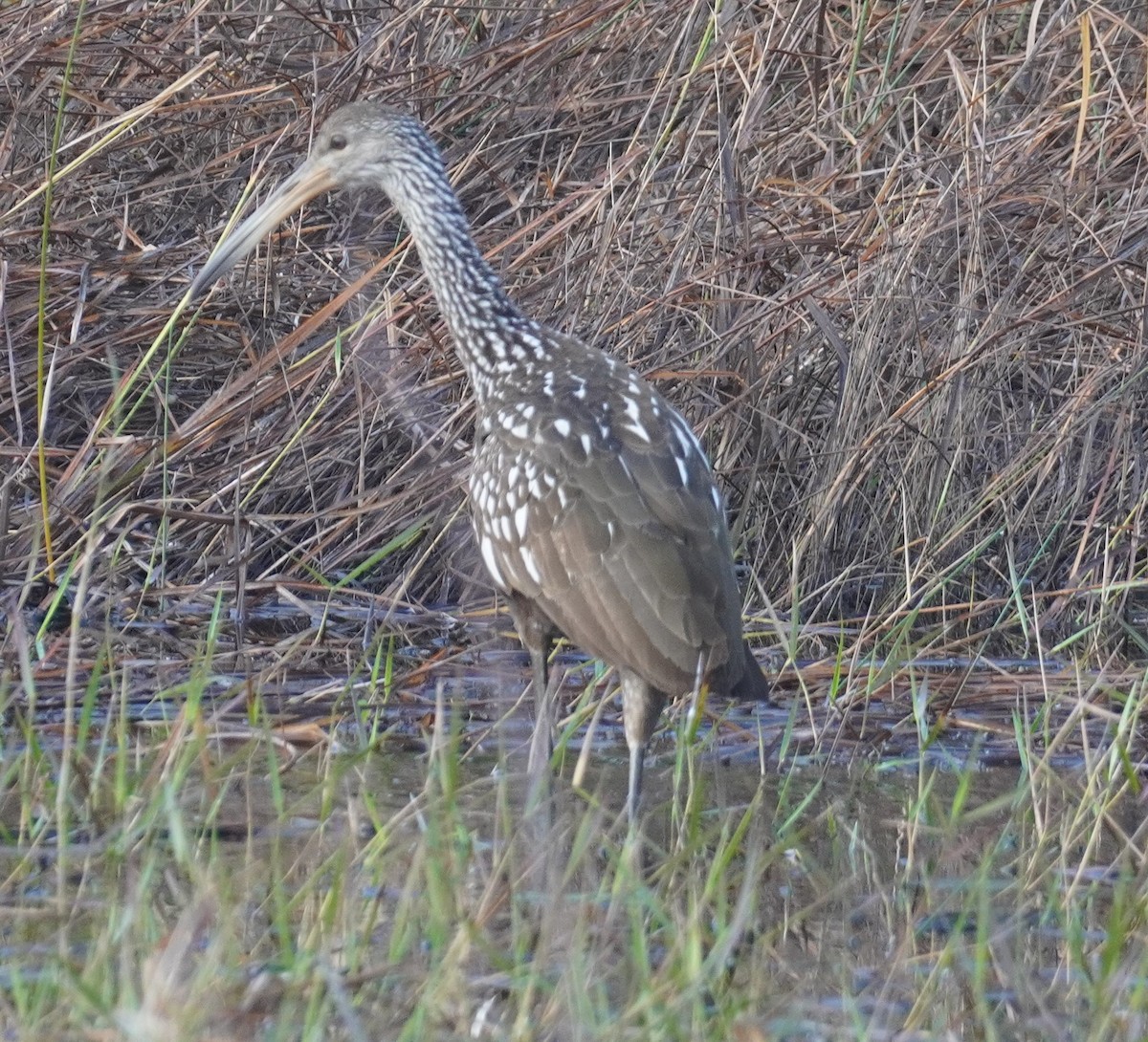Limpkin - ML628377129