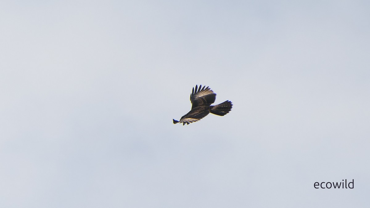Aigle à ventre roux - ML628377149