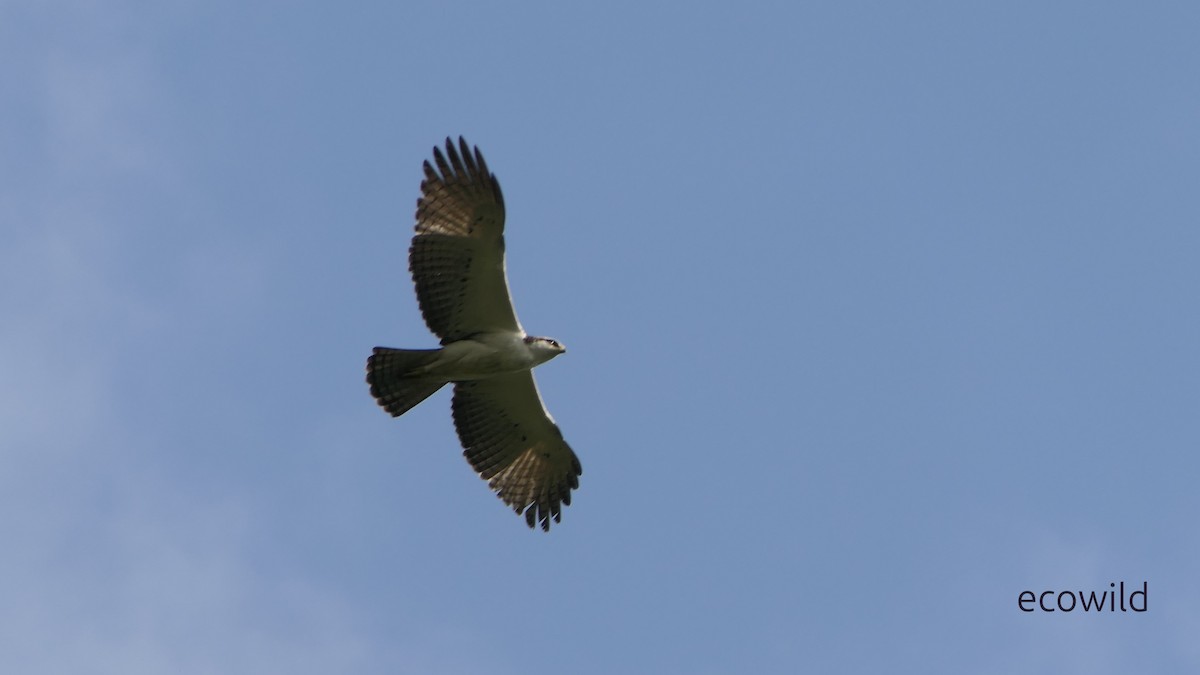 Aigle à ventre roux - ML628377150