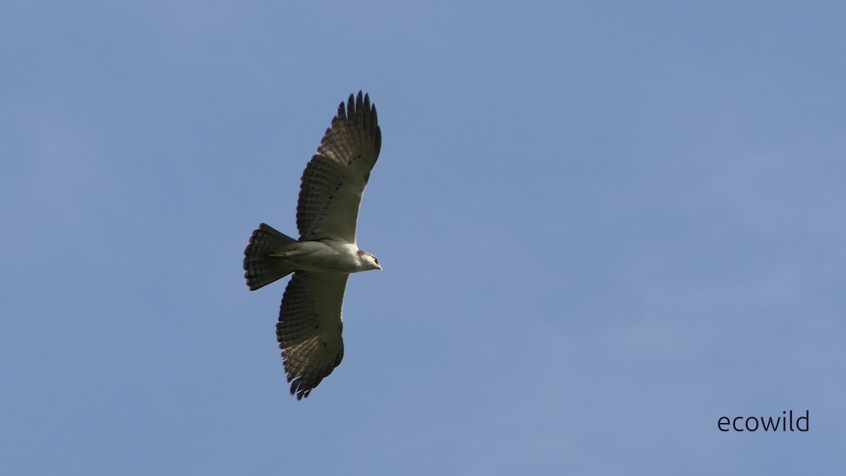 Aigle à ventre roux - ML628377151