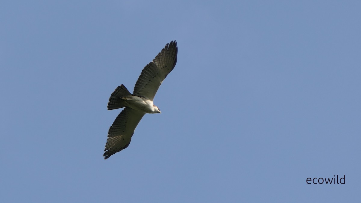 Aigle à ventre roux - ML628377152