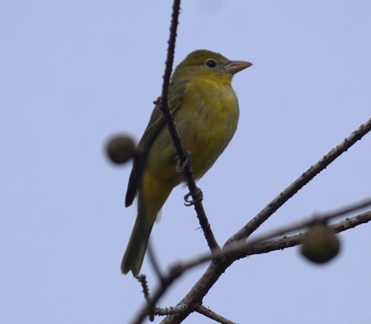 Summer Tanager - ML628377156