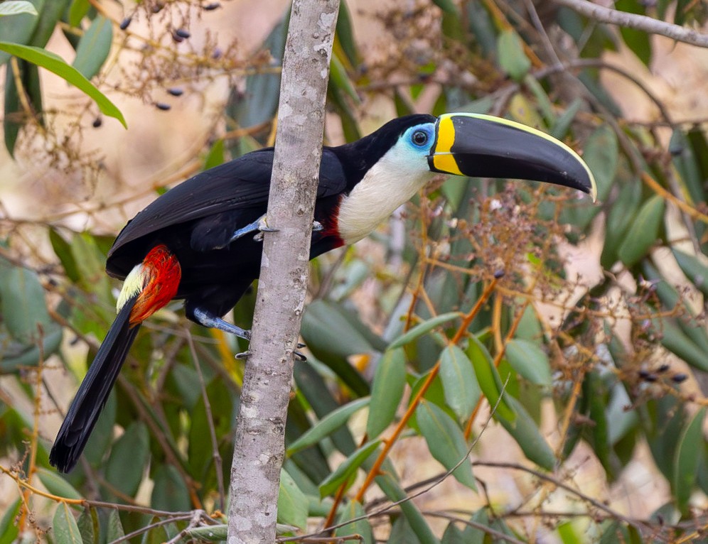 Channel-billed Toucan (Yellow-ridged) - ML628377158