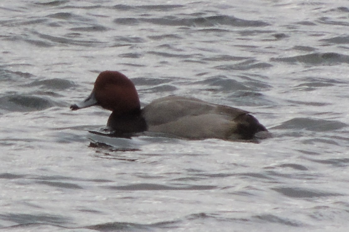 Redhead - ML628377200
