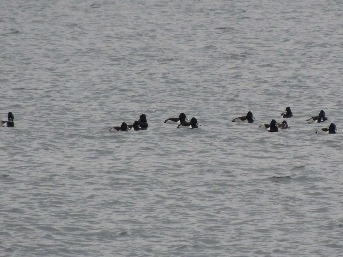 Ring-necked Duck - ML628377296