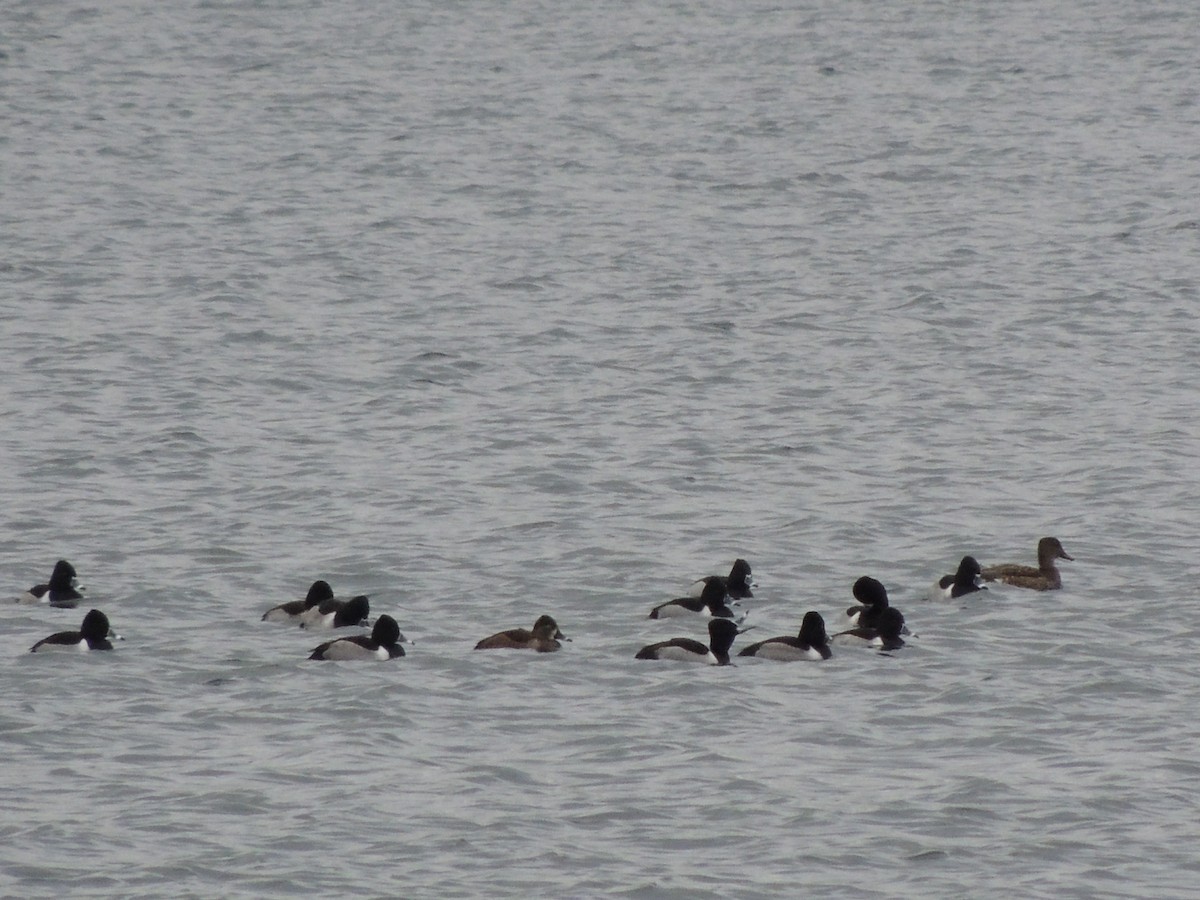 Ring-necked Duck - ML628377297