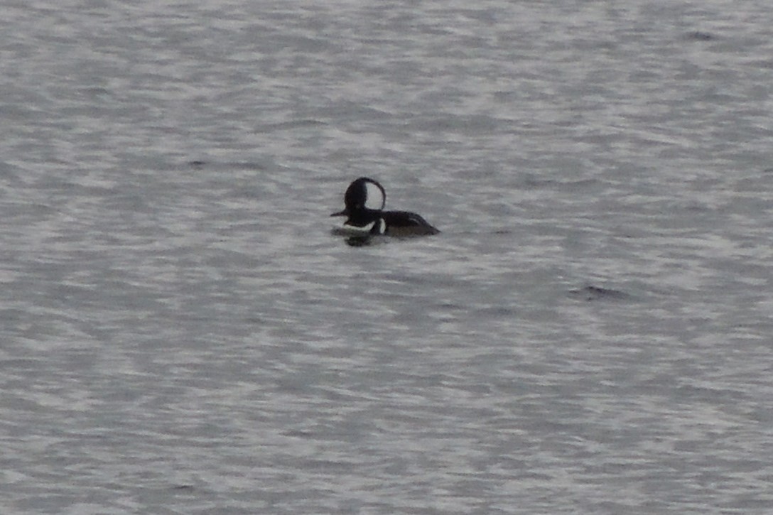 Hooded Merganser - ML628377329