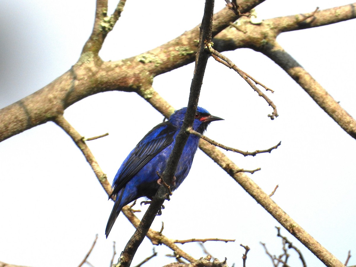 Blue Dacnis - ML628377719