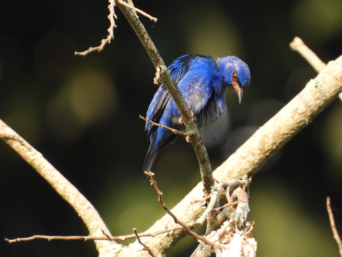 Blue Dacnis - ML628377726