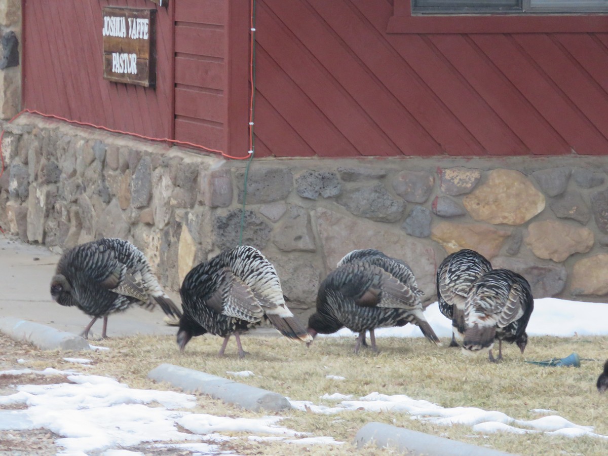 Wild Turkey - ML628377769