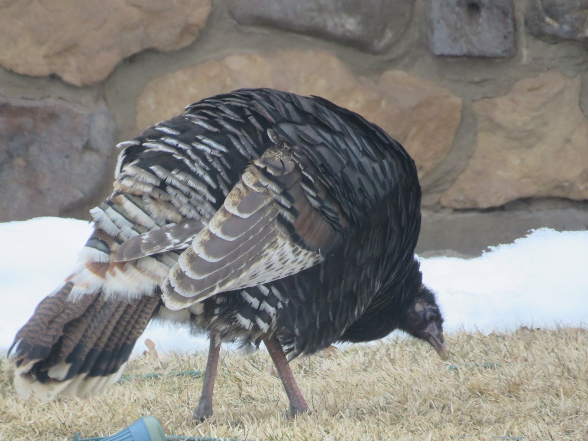 Wild Turkey - ML628377770