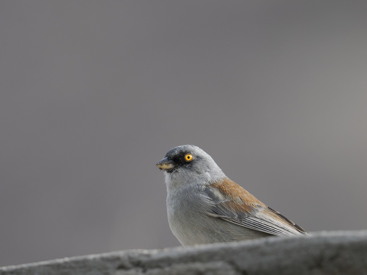 Yellow-eyed Junco - ML628377807