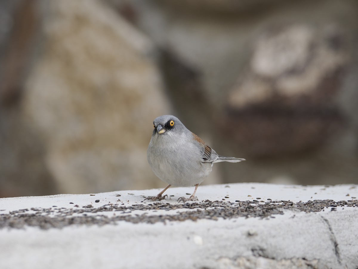 Yellow-eyed Junco - ML628377824