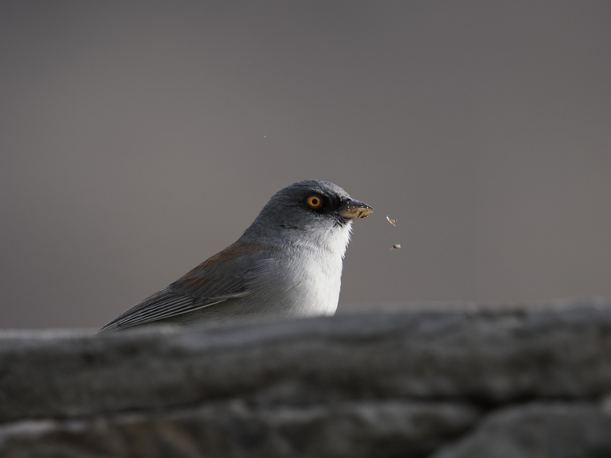 Yellow-eyed Junco - ML628377861