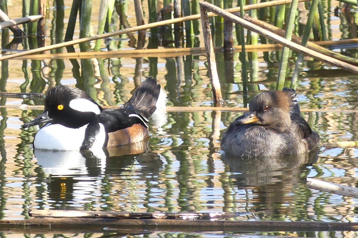 Green-winged Teal - ML628378218