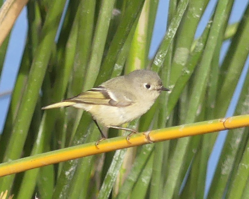 Ruby-crowned Kinglet - ML628378258