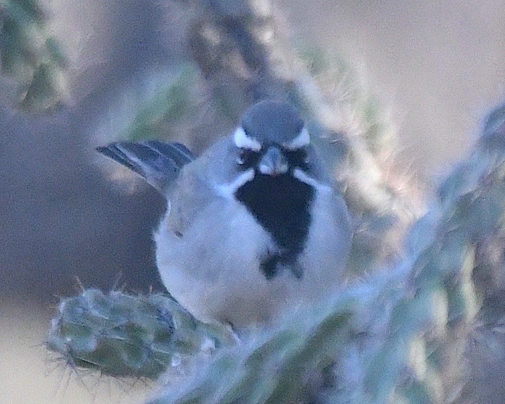 Black-throated Sparrow - ML628378582