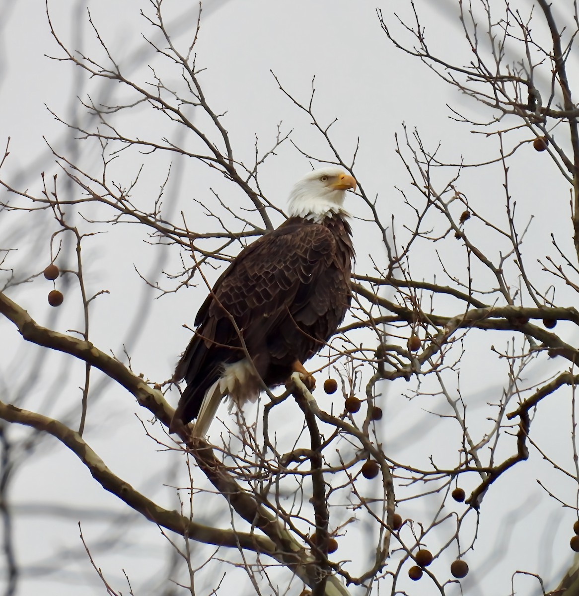 Bald Eagle - ML628378801
