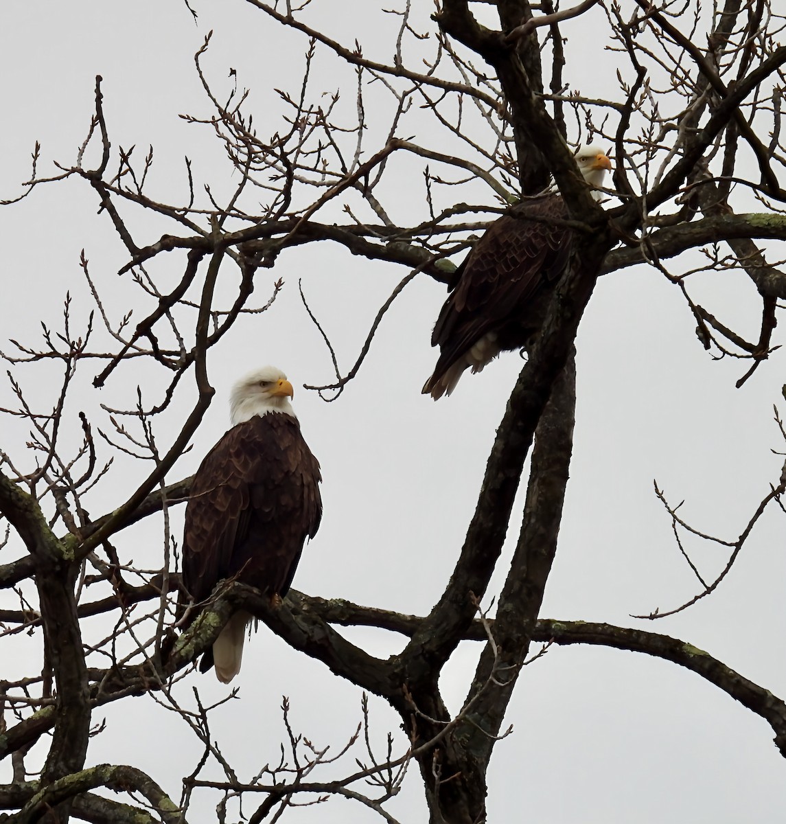 Bald Eagle - ML628378802