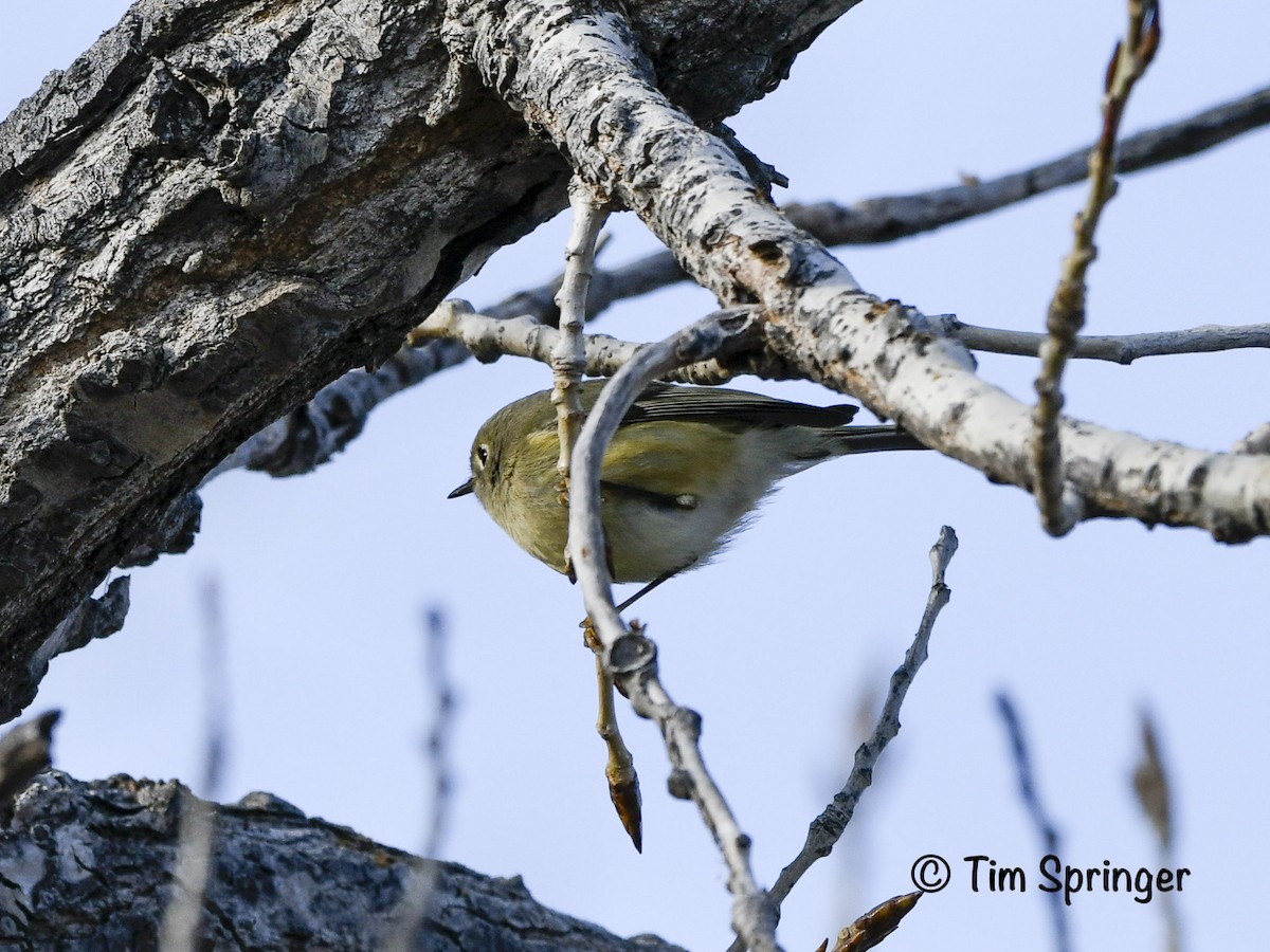 Ruby-crowned Kinglet - ML628379308